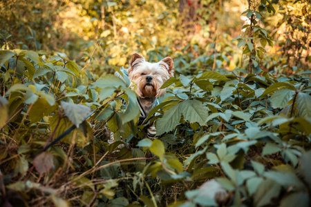 Cute Yorkshire Terrier dog among green leaves in the forest. Small pet exploring nature outdoors. Adorable little dog portrait perfect for pet lovers, lifestyle, animals, and natural backgrounds.の写真素材