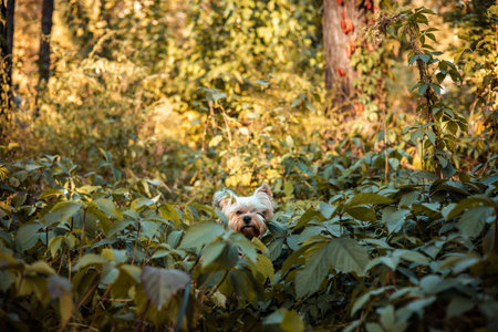 Cute Yorkshire Terrier dog among green leaves in the forest. Small pet exploring nature outdoors. Adorable little dog portrait perfect for pet lovers, lifestyle, animals, and natural backgrounds.の写真素材