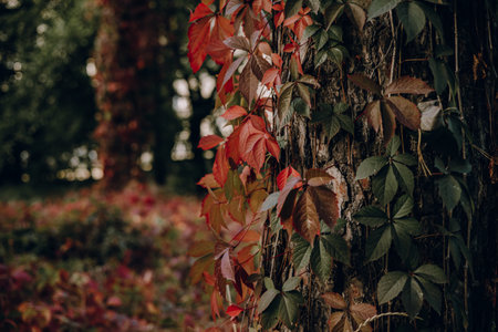 Vibrant autumn leaves climbing a tree trunk in a forest. The image showcases a tree trunk covered in colorful autumn leaves, with a blurred forest background. The leaves transition from green to red.の写真素材