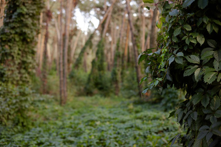 Lush green forest landscape with tall trees covered in climbing ivy and dense foliage. Natural...