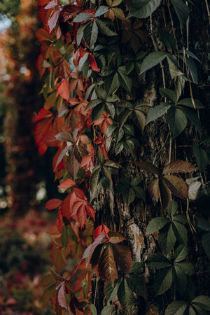 Vibrant autumn leaves climbing a tree trunk in a forest. The image showcases a tree trunk covered in colorful autumn leaves, with a blurred forest background. The leaves transition from green to red.の写真素材