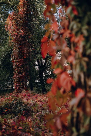 Vibrant autumn leaves climbing a tree trunk in a forest. The image showcases a tree trunk covered in colorful autumn leaves, with a blurred forest background. The leaves transition from green to red.の写真素材