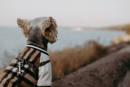 Dog in a stylish jacket enjoying the scenic view by the water. A cute doggy wearing a fashionable jacket, looking out at the water. The dog is on a leash, enjoying the beautiful scenery.の写真素材