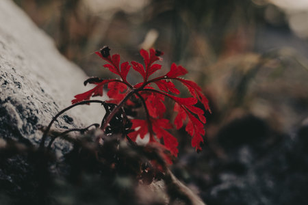 Vibrant red leaves in a natural, moody forest setting. The image captures the beauty of nature with...
