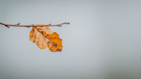 A single autumn leaf on a branch against a soft, blurred background. The image features a close-up of a golden-brown leaf attached to a slender branch, set against a muted, out-of-focus backdrop.の素材