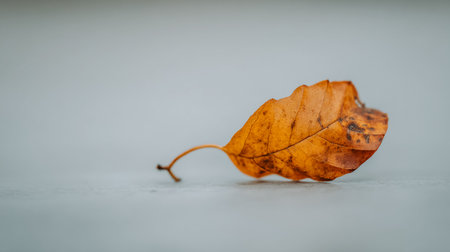 A single autumn leaf on a branch against a soft, blurred background. The image features a close-up of a golden-brown leaf attached to a slender branch, set against a muted, out-of-focus backdrop.の素材
