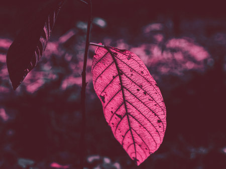 Vibrant pink leaf with intricate details against a dark, blurred background. This close-up shot showcases the delicate veins and textures of a single leaf, illuminated in a striking pink hue.の写真素材