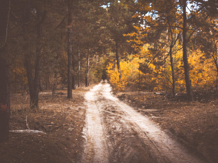Dirt road winding through a vibrant autumn forest with colorful trees. A tranquil scene of a forest path surrounded by trees with colorful foliage creates a sense of peace and natural beauty.の写真素材