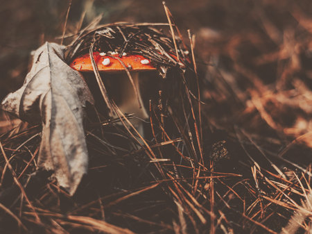 A red fly agaric mushroom peeks out from the forest floor, autumn scene. A striking red mushroom partially hidden by dry fallen leaves and pine needles, creating a beautiful natural composition.の写真素材