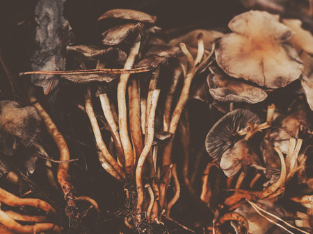 Close-up of wild mushrooms with thin stems and brown caps growing in the forest. Autumn earthy tones...