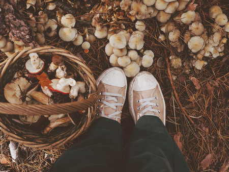 Top view of a person standing in the autumnal forest with a basket of freshly picked mushrooms. Autumn scene with pine needles, earthy tones, cozy outdoor atmosphere of mushroom hunting in a fall woodの写真素材