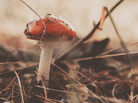 Close-up of a red fly agaric mushroom growing in autumn forest among dry grass and pine needles. Natural soft light, warm tones create a serene woodland atmosphere perfect for nature and fall conceptsの写真素材
