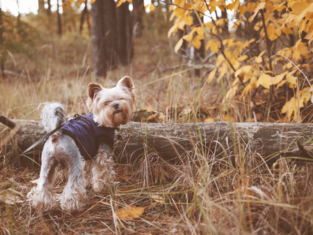Cute Yorkshire Terrier in a warm jacket walking in an autumn forest with golden leaves. Cozy fall atmosphere, pet lifestyle and outdoor adventure concept perfect for seasonal and nature-themed designsの写真素材