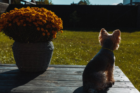 Small Yorkshire terrier dog sitting on a wooden terrace beside a pot of yellow flowers, basking in warm sunlight. Peaceful outdoor moment of relaxation, coziness, simple countryside lifestyle of a petの写真素材