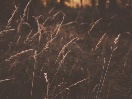 Close-up of tall grass in a field, with a soft, warm, and natural aesthetic. The image captures the delicate beauty of wild grass, with a focus on texture and the interplay of light and shadow.の写真素材