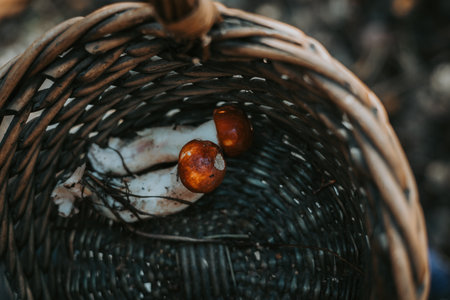 Raw mushrooms in a woven basket, a rustic autumn harvest scene. Two freshly picked mushrooms rest inside a woven basket, ready for cooking or display. Fungi picking in autumnal season. October forest.の写真素材