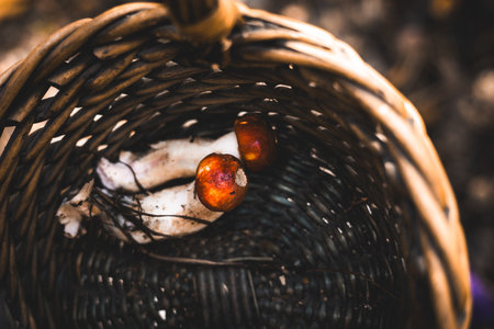 Raw mushrooms in a woven basket, a rustic autumn harvest scene. Two freshly picked mushrooms rest inside a woven basket, ready for cooking or display. Fungi picking in autumnal season. October forest.の写真素材