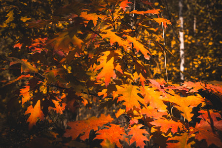Autumn oak leaves in vibrant orange yellow hues on a forest background. The colorful foliage of the oak tree creates a stunning display during the fall season, with the leaves illuminated by sunlight.の写真素材