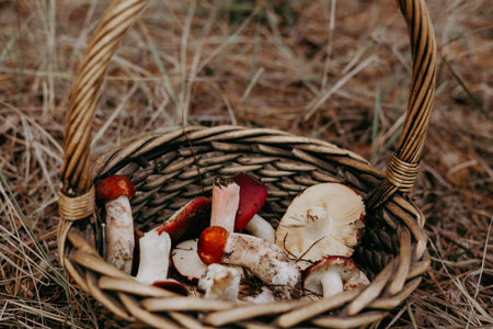 Freshly picked raw mushrooms in a rustic basket, ready for cooking or display. A woven basket is filled with a variety of colorful mushrooms, perfect for foraging enthusiasts or culinary projectsの写真素材