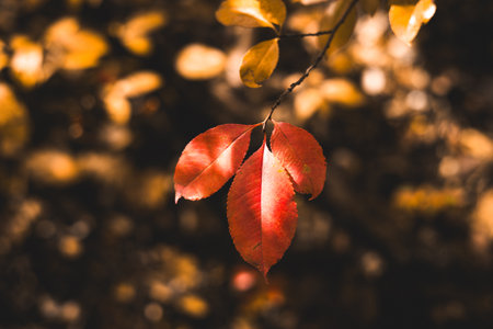 Vibrant autumn red leaves in warm sunlight against a blurred natural background. Three red leaves are the focal point of image, with a soft, out-of-focus backdrop. Fall season weather. October tree.の写真素材