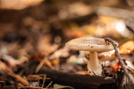 A detailed macro shot of a mushroom in a forest setting with soft bokeh. This image captures a close-up view of a mushroom in its natural habitat, surrounded by blurred foliage. Autumnal forest floor.の写真素材