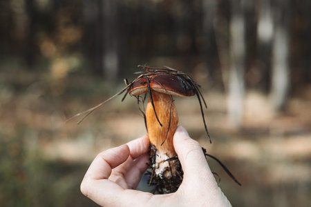 Hand holding a freshly picked wild mushroom with a unique, natural appearance. This image captures a close-up view of a mushroom held in a person's hand, showing its intricate details.の写真素材