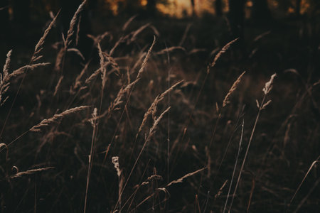 Close-up of tall grass in a forest with a blurred background. The image captures the delicate beauty of nature with a focus on the textures and details of the grass. Dark key moody nature in windy dayの写真素材