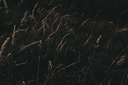 Close-up of tall grass in a forest with a blurred background. The image captures the delicate beauty of nature with a focus on the textures and details of the grass. Dark key moody natureの写真素材