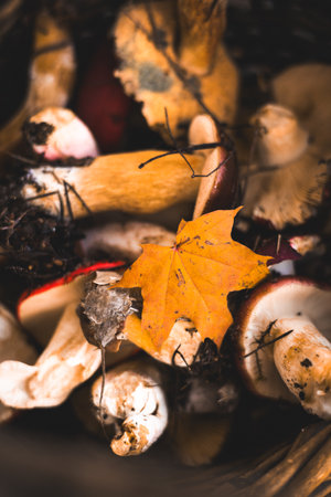 Freshly picked mushrooms in a rustic basket with autumn yellow maple leaves. A basket overflowing with raw wild mushrooms and a vibrant fall leaf creates a beautiful, natural scene. Fall season hobby.の写真素材