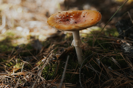 Amanita mushroom growing in a forest with natural sunlight and textures. This image captures a vibrant amanita mushroom in its natural forest environment, surrounded by fallen pine needles and moss.の写真素材