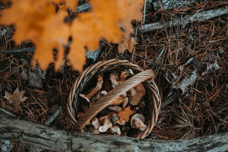 Freshly picked mushrooms in a rustic basket with autumn yellow maple leaves. A basket overflowing with raw wild mushrooms and a vibrant fall leaf creates a beautiful, natural scene. Fall season hobby.の写真素材