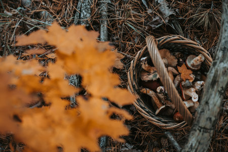 Freshly picked mushrooms in a rustic basket with autumn yellow maple leaves. A basket overflowing with raw wild mushrooms and a vibrant fall leaf creates a beautiful, natural scene. Fall season hobby.の写真素材