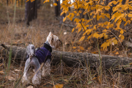 Yorkshire Terrier dog exploring the autumn forest with vibrant yellow leaves. A small doggy wearing a purple coat stands in a forest, enjoying the beautiful fall foliage and crisp air. Companion doggyの写真素材
