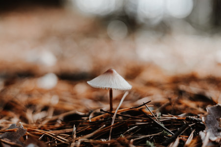 A delicate mushroom stands alone in a forest of fallen pine needles. This macro shot captures the beauty of nature, highlighting the intricate details of a small mushroom in its natural habitat.の写真素材