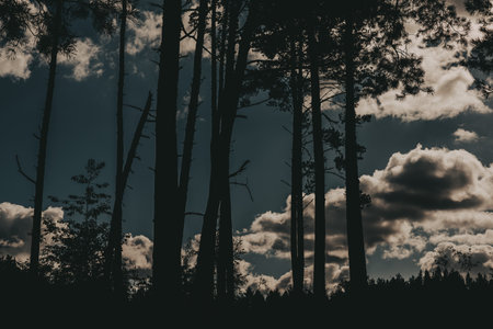 Silhouette of high pine trees against a cloudy sky in a tranquil forest setting. The dark silhouettes of the trees create a striking contrast against the bright, cloudy sky. Coniferous wood.の写真素材