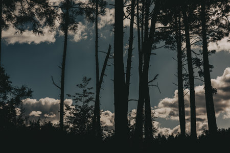 Silhouette of high pine trees against a cloudy sky in a tranquil forest setting. The dark silhouettes of the trees create a striking contrast against the bright, cloudy sky. Coniferous wood.の写真素材