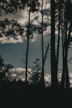 Silhouette of high pine trees against a cloudy sky in a tranquil forest setting. The dark...