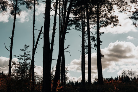 Silhouette of high pine trees against a cloudy sky in a tranquil forest setting. The dark silhouettes of the trees create a striking contrast against the bright, cloudy sky. Coniferous wood.の写真素材