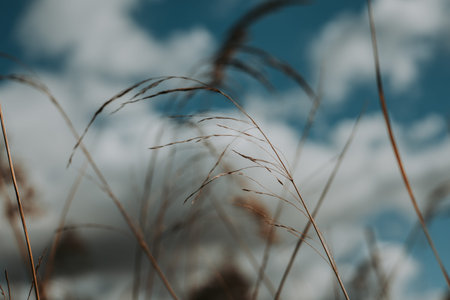 Dry grass stems swaying in the wind against a blue sky with soft white clouds. Warm natural tones,...
