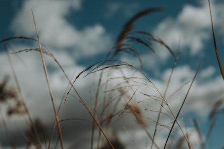 Dry grass stems swaying in the wind against a blue sky with soft white clouds. Warm natural tones, shallow depth of field, and a peaceful atmosphere of late summer or early autumn. Meadow land.の写真素材