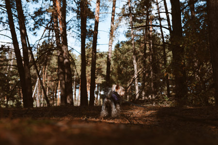 Dog exploring a forest on a sunny day, enjoying the outdoors. A small dog is seen from behind,...