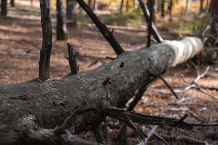 Fallen tree trunk in a forest with sunlight and natural textures. A weathered tree trunk lies on the forest floor, showing the beauty of nature's textures and patterns.の写真素材