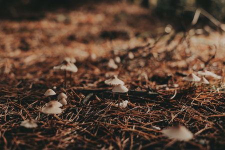 Mushrooms growing in a forest, a natural and earthy scene. These small mushrooms are growing in a bed of pine needles, creating a beautiful natural scene. Autumnal forest in a gloomy day.の写真素材