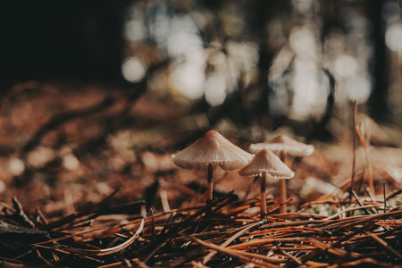 Mushrooms growing in a forest, a natural and earthy scene. These small mushrooms are growing in a...