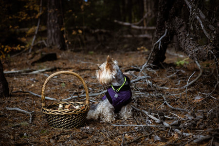 Yorkshire Terrier dog wearing a purple vest in a forest with a wicker basket. A cute Yorkshire...