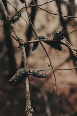 Close-up of a pine cone and needles on a branch in a natural forest setting. This image captures the...