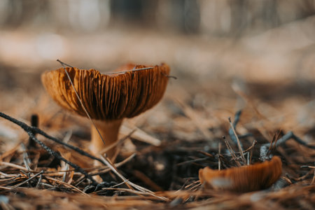 Close-up of a wild mushroom growing in a forest with a blurred background. This image captures a detailed view of a single mushroom, highlighting its texture and natural environment.の写真素材