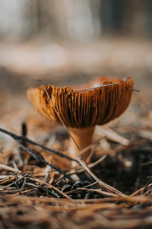 Close-up of a wild mushroom growing in a forest with a blurred background. This image captures a detailed view of a single mushroom, highlighting its texture and natural environment.の写真素材