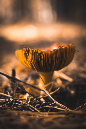 Close-up of a wild mushroom growing in a forest with a blurred background. This image captures a detailed view of a single mushroom, highlighting its texture and natural environment.の写真素材