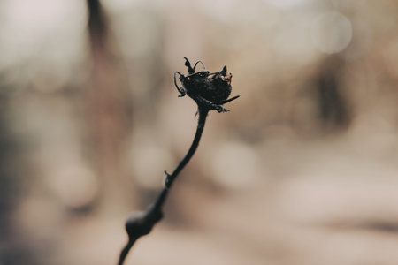 Dried rose hip in soft focus against a blurred natural background. This image captures the delicate beauty of a dried rose hip, evoking a sense of quiet contemplation. Single dry flower head.の写真素材